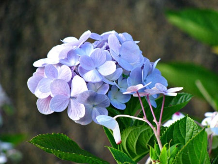 Loài hoa này mang tên em! - 1