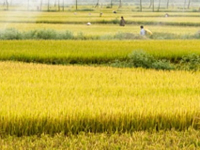 Cánh đồng vàng - 1 Cánh đồng vàng - 1