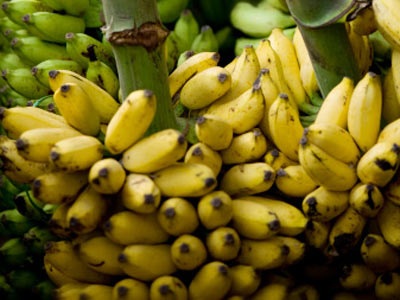 Mùa chuối chín ven sông - 1 Mùa chuối chín ven sông - 1