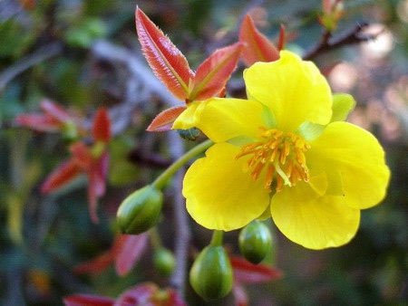 Mai vàng năm ấy - 1 Mai vàng năm ấy - 1