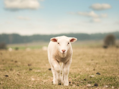 Con cừu tội lỗi - 1