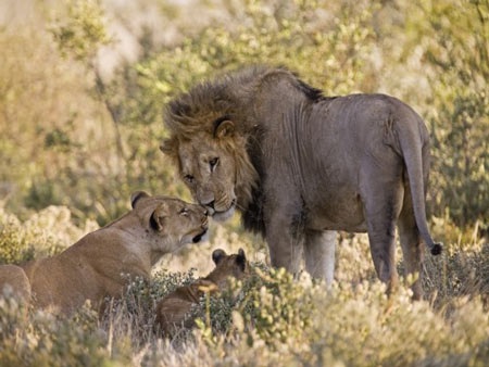 “Cảnh nóng” trong thế giới động vật - 11 “Cảnh nóng” trong thế giới động vật - 11