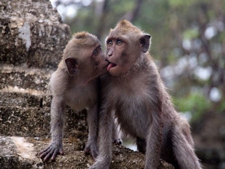 “Cảnh nóng” trong thế giới động vật - 12 “Cảnh nóng” trong thế giới động vật - 12