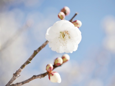 Hương hồi - 1 Hương hồi - 1