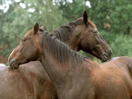 “Cảnh nóng” trong thế giới động vật - 2 “Cảnh nóng” trong thế giới động vật - 2