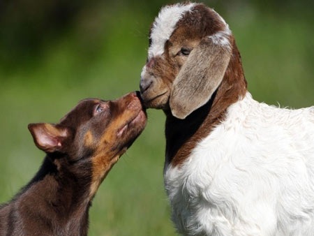 “Cảnh nóng” trong thế giới động vật - 6 “Cảnh nóng” trong thế giới động vật - 6