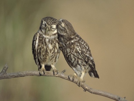 “Cảnh nóng” trong thế giới động vật - 7 “Cảnh nóng” trong thế giới động vật - 7