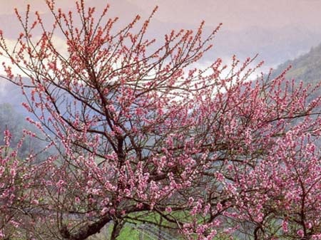 Trả lại mùa Xuân cho em - 1