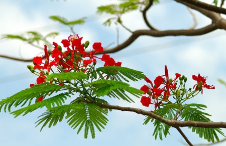 Con tu huýt gọi Hè - 1 Con tu huýt gọi Hè - 1