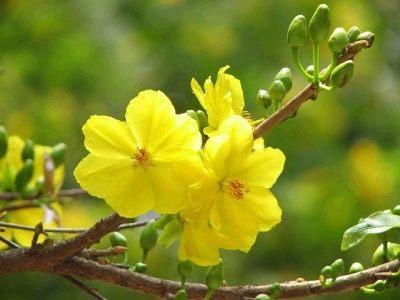 Mai rừng - 1 Mai rừng