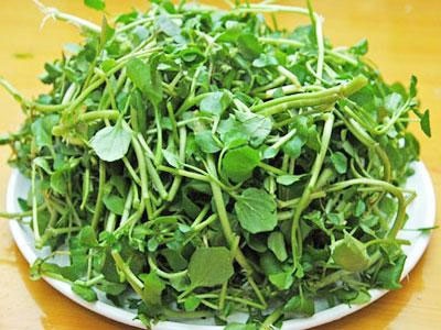 Mùa cải xoong - 1 Mùa cải xoong