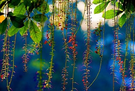 Mùa hoa lộc vừng - 1 Mùa hoa lộc vừng