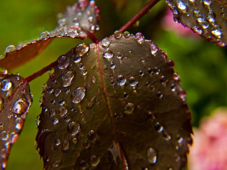 Nước mắt chảy xuôi - 1 Nước mắt chảy xuôi