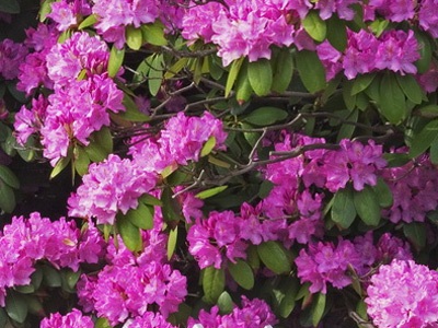 Bằng lăng chờ đợi