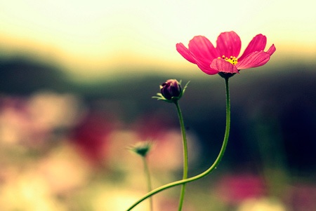 Một năm lại bắt đầu