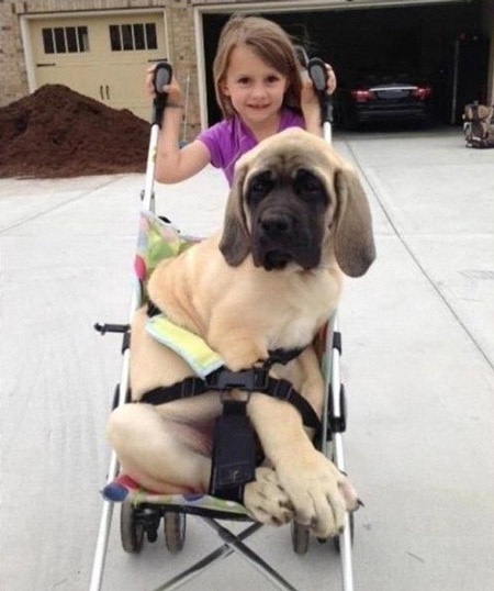 Chó cưng cần phải tập thể dục