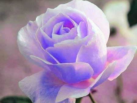 Tết này con làm dâu xa xứ - 1 Tết này con làm dâu xa xứ