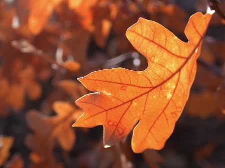 Cụ lang làng - 1 Cụ lang làng