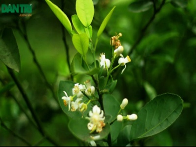 Mẹ và mùa hoa bưởi - 1 Mẹ và mùa hoa bưởi