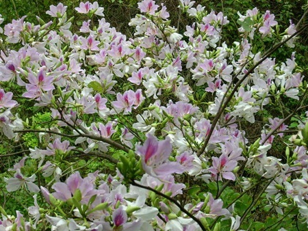 Ngẩn ngơ trước những loài hoa tuyệt đẹp vùng Tây Bắc - 1 Ngẩn ngơ trước những loài hoa tuyệt đẹp vùng Tây Bắc