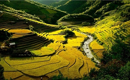 Gió mùa về thưởng thức xôi Tú Lệ - 1 Thửa ruộng Tú Lệ vào mùa gặt