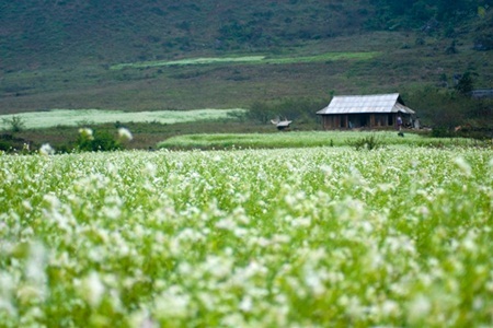 Ngẩn ngơ trước những loài hoa tuyệt đẹp vùng Tây Bắc - 3 Ngẩn ngơ trước những loài hoa tuyệt đẹp vùng Tây Bắc