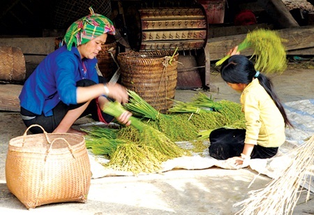 Gió mùa về thưởng thức xôi Tú Lệ - 3 Cốm Tú Lệ