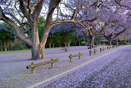 Ngẩn ngơ sắc phượng tím ở xứ sở Australia - 3 Nước Úc thơ mộng trong màu tím hoa phượng