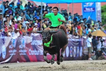 Thú vị những màn đua nghẹt thở của các “ông trâu” - 3 Mỗi ngày đua đều nhận được sự ủng hộ đông đảo của người dân