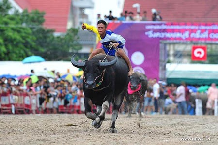 Thú vị những màn đua nghẹt thở của các “ông trâu” - 4 Một nài trâu đang tăng tốc về đích