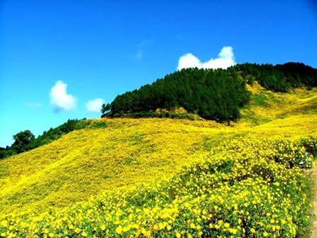 Màu vàng ươm tràn ngập khắp núi đồi cao
nguyên.