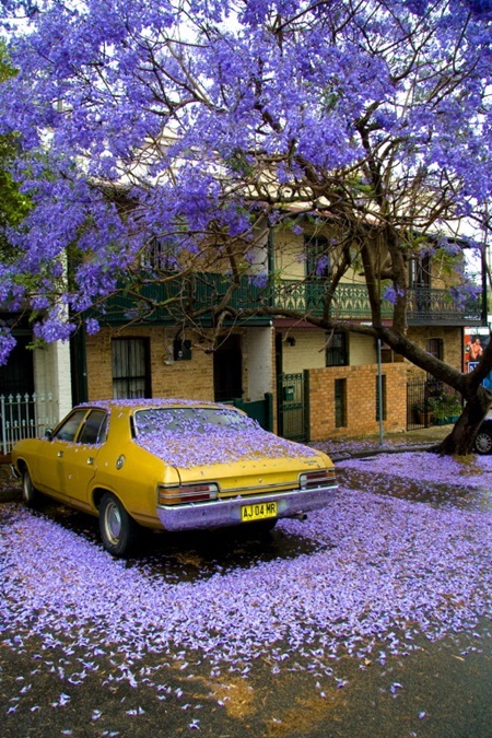 Ngẩn ngơ sắc phượng tím ở xứ sở Australia - 5 Cánh hoa rụng đầy trước hiên nhà