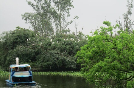 Đi thuyền dạo quanh đảo Cò