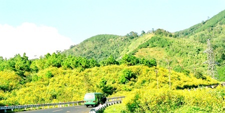 Đà Lạt khoe sắc thắm cùng màu hoa dã quỳ - 6 Màu vàng ươm tràn ngập khắp núi đồi cao
nguyên.