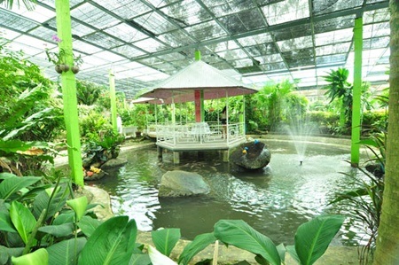 Thiên đường bướm đa sắc ở Thái Lan - 5 Cận cảnh khu vườn bướm - ngôi nhà chung của hơn 3000 loài trên khắp thế giới