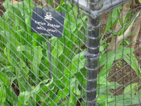 Khám phá khu vườn độc dược có khả năng gây chết người - 6 Cây thầu dầu với hạt cực độc có thể làm tan rã nhanh chóng nội tạng người