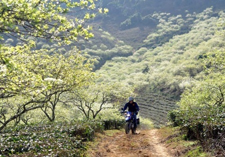 Ngẩn ngơ trước những loài hoa tuyệt đẹp vùng Tây Bắc - 5 Ngẩn ngơ trước những loài hoa tuyệt đẹp vùng Tây Bắc