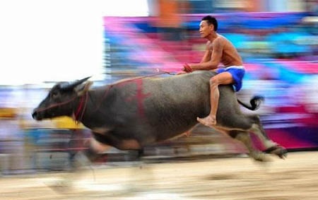 Thú vị những màn đua nghẹt thở của các “ông trâu” - 6 Một nài trâu đang tăng tốc về đích