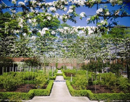 Khám phá khu vườn độc dược có khả năng gây chết người - 8 Cây thầu dầu với hạt cực độc có thể làm tan rã nhanh chóng nội tạng người