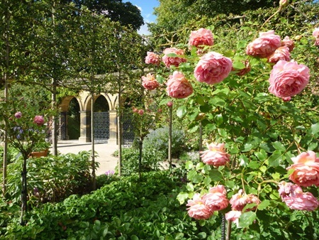 Khám phá khu vườn độc dược có khả năng gây chết người - 9 Cây thầu dầu với hạt cực độc có thể làm tan rã nhanh chóng nội tạng người