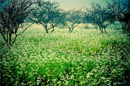Đến Mộc Châu mùa này bạn sẽ được ngắm hoa cải trắng đang bắt đầu nở rộ