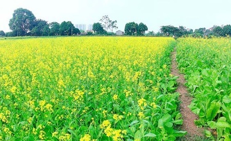 Cánh đồng cải vàng rợp mắt
