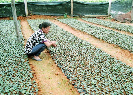 Quảng Long (Hải Hà): Doanh nghiệp hỗ trợ người dân trồng chè - 1 Quảng Long (Hải Hà): Doanh nghiệp hỗ trợ người dân trồng chè