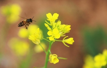 Ong bướm say sưa hút mật vàng.