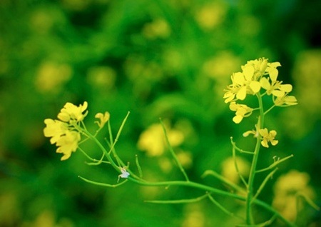 Những cánh hoa mỏng manh trong gió lạnh. Sức cuốn hút của cải vàng chẳng kém gì các loài hoa khác