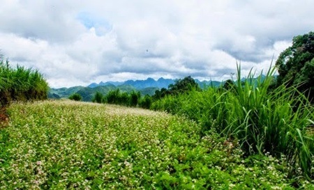 Tam giác mạch trắng chào đón du khách về với xứ Lạng - 2 Những thảm hoa trắng muốt khoe sắc cùng trời đất