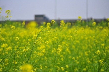 Màu vàng ngợp khắp không gian. Sắc vàng rực rỡ như xoa dịu bớt u ám đầu đông