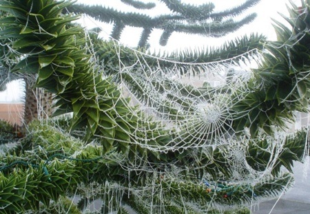Khám phá những phong tục Noel lạ đời nhất thế giới - 4 Cây thông Noel trang trí bằng mạng nhện giả của người dân Ucraine