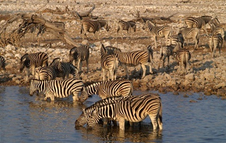 Công viên quốc gia Etosha của Cộng hòa Namibia