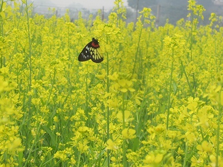 Ong bướm say sưa hút mật vàng.